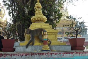 Typischer Affe in den Tempelanlagen in Nepal